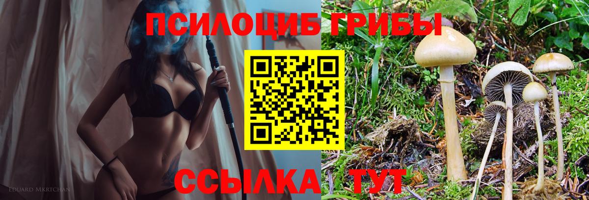 где купить наркоту  Вход с VPN  Заинск  Псилоцибиновые грибы мицелий 